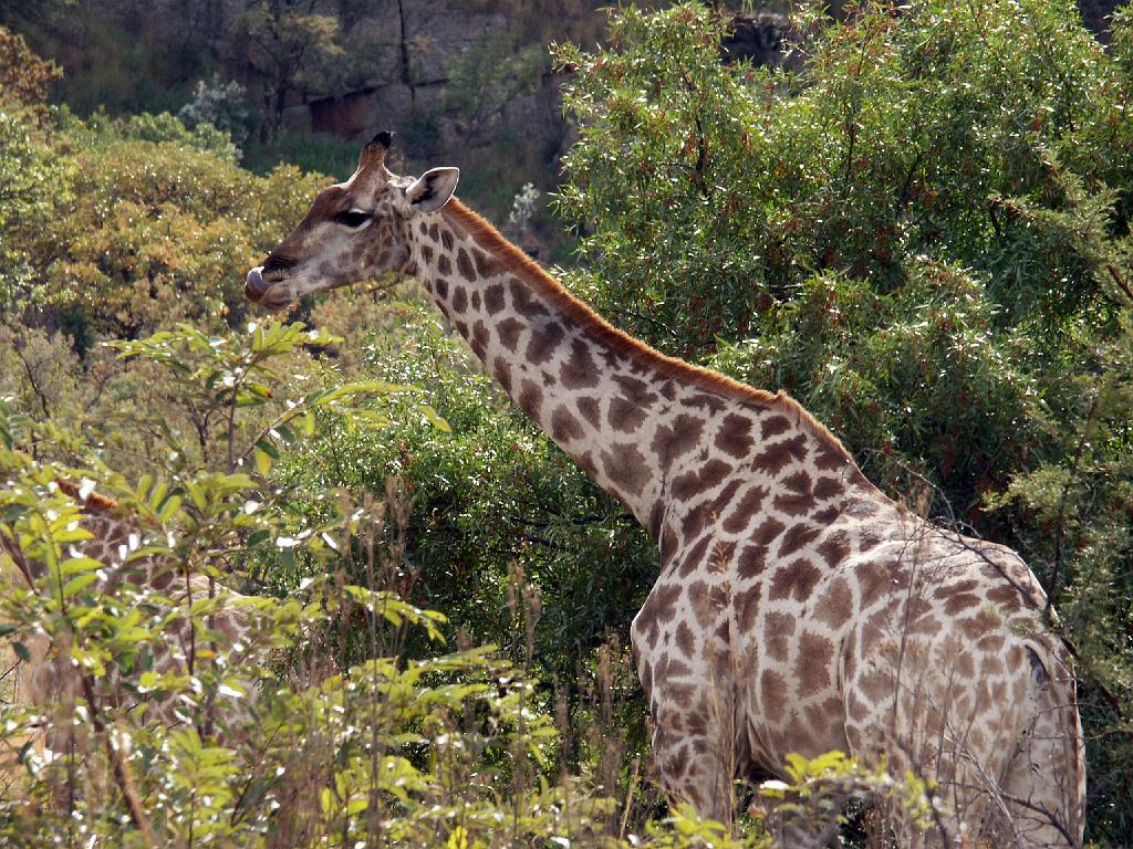 090516_Pilanesberg 126.jpg